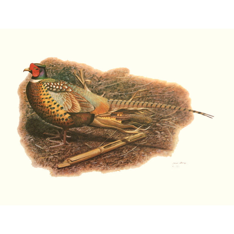 Vintage Bird Art Print