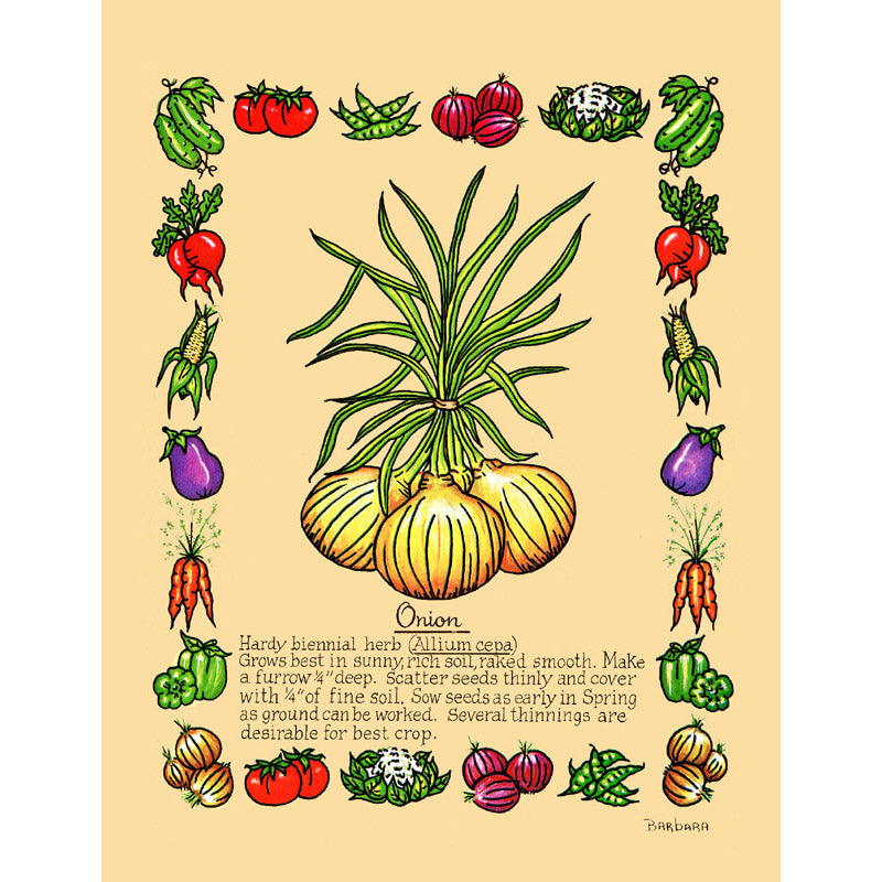 Vintage Botanical Onion Print