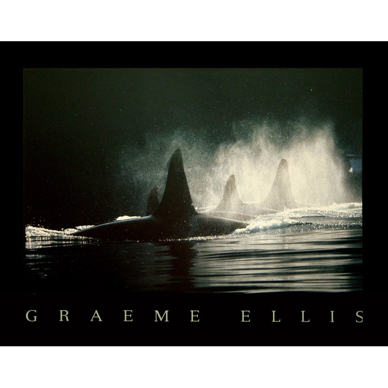 Vintage Orcas at Sea Print