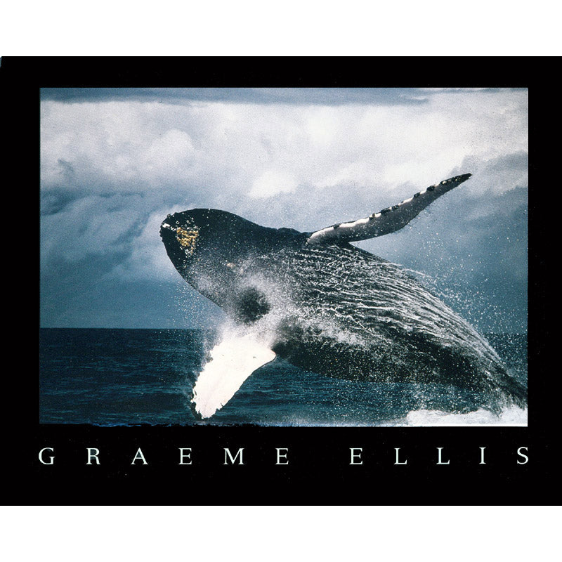 Vintage Humpback Whale Print