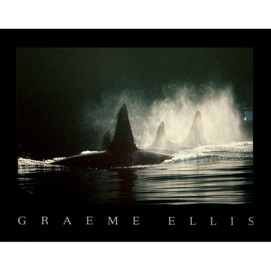 Vintage Orcas at Sea Print